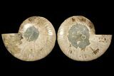 Cut & Polished Ammonite Fossil - Deep Crystal Pockets #94201-1